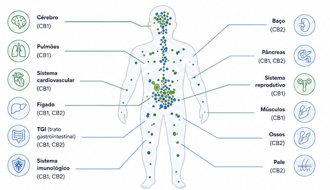 Silhueta humana indicando sistemas onde os receptores CB1 e CB2 estão presentes: cérebro, pulmões, sistema cardiovascular, fígado, TGI, sistema imunológico, baço, pâncreas, sistema reprodutivo, músculos, ossos e pele