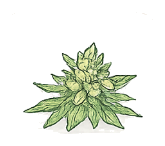 Ícone ilustrativo de flor de cannabis